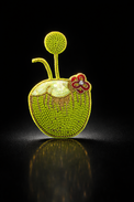 Anaario Coconut Brooch pin